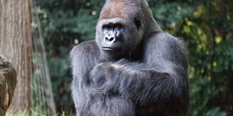 Bwindi Impenetrable National Park