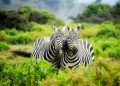 Lake Mburo National Park