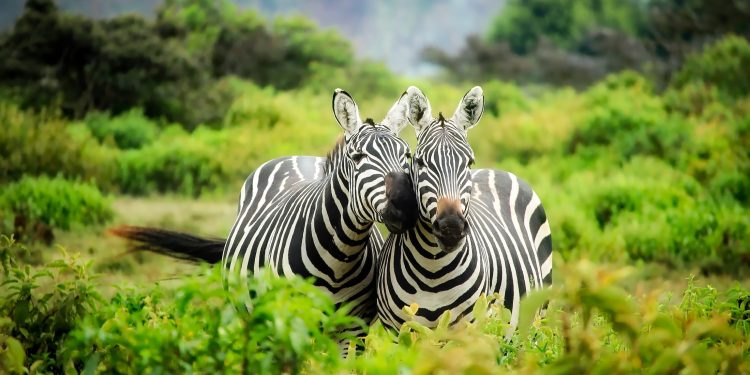 Lake Mburo National Park