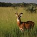 Queen Elizabeth National Park